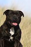 STAFFIE 304